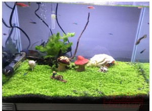 Aquarium
