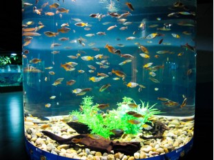 Aquarium